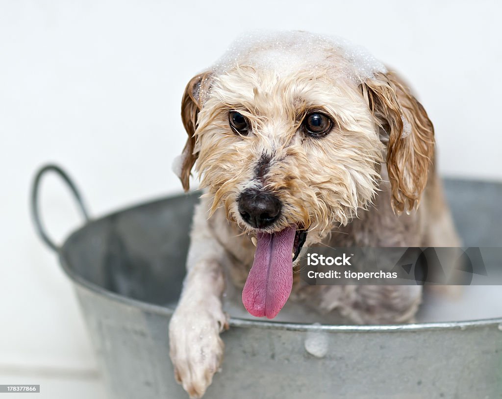 Lavare il cane - Foto stock royalty-free di Acqua