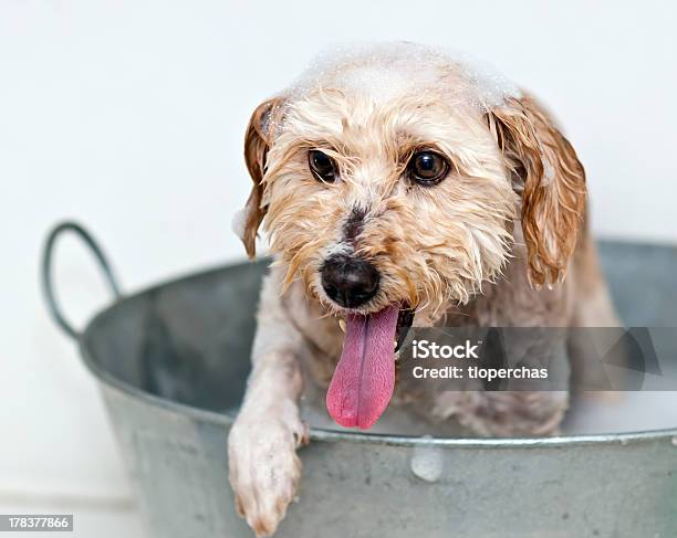 Lavare Il Cane - Fotografie stock e altre immagini di Acqua - Acqua, Ambientazione interna, Animale