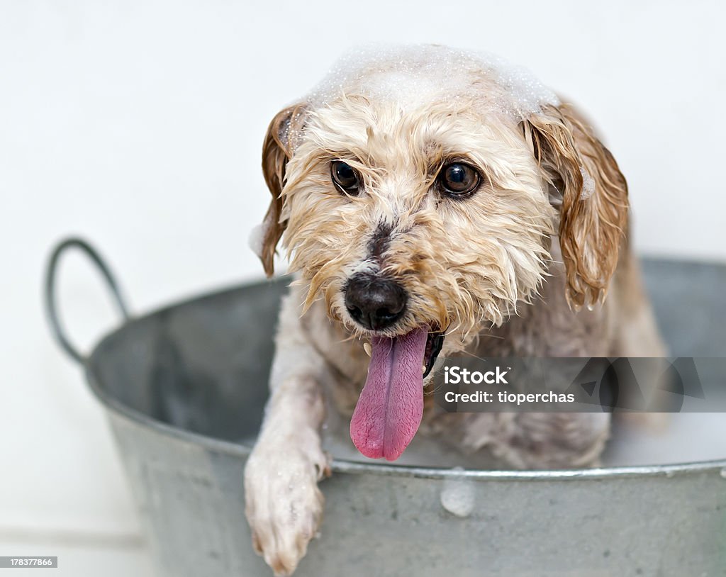 Мытье собак - Стоковые фото Белый роялти-фри