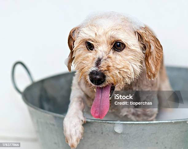 Мытье Собак — стоковые фотографии и другие картинки Белый - Белый, В помещении, Ванна