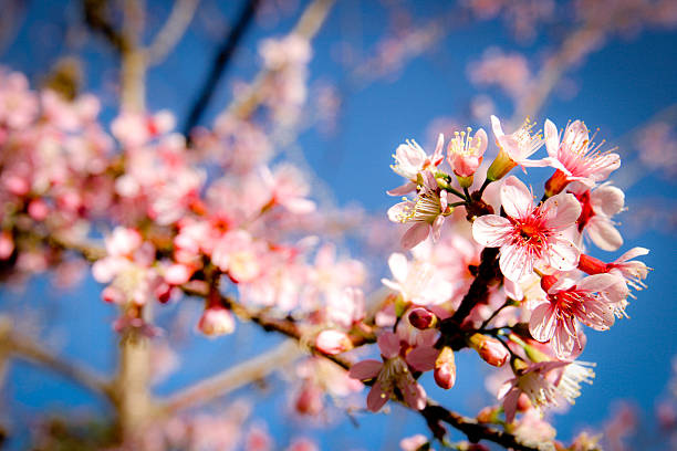 Sakura Cherry Blossom stock photo