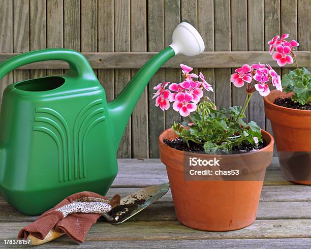 Foto de Gerânio Plantação De Flores e mais fotos de stock de Cabeça da flor - Cabeça da flor, Cerca, Exposto ao tempo