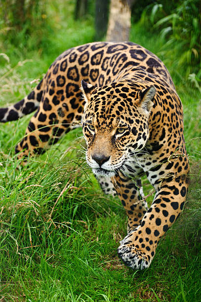 Captive jaguar, Panthera onca, stalking in grass stock photo