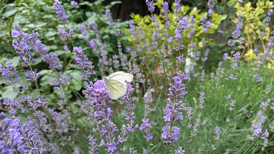 A white butterfly eats pollen on the stem of a purple blue lavender flower