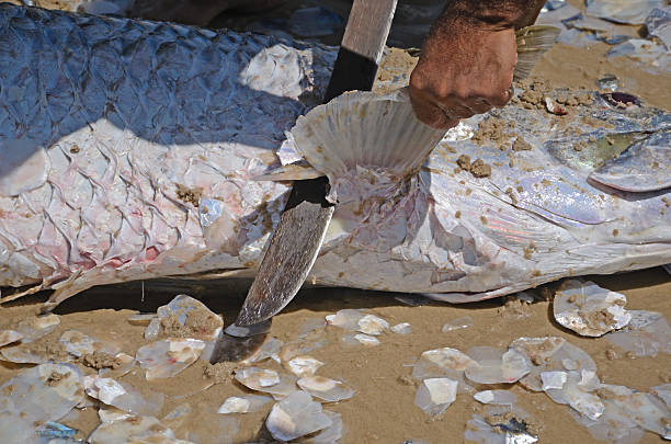 istock Fisherman cutting the fin of a tarpon 178378406