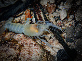 Blind albino cave crayfish (Procambarus spp) in the underwater cavern of Paradise Springs, Ocala, Florida