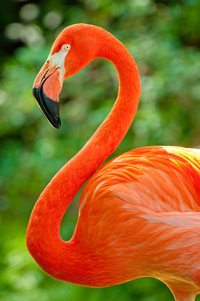 Flamingo eksponuje jego jasny plumage – zdjęcie