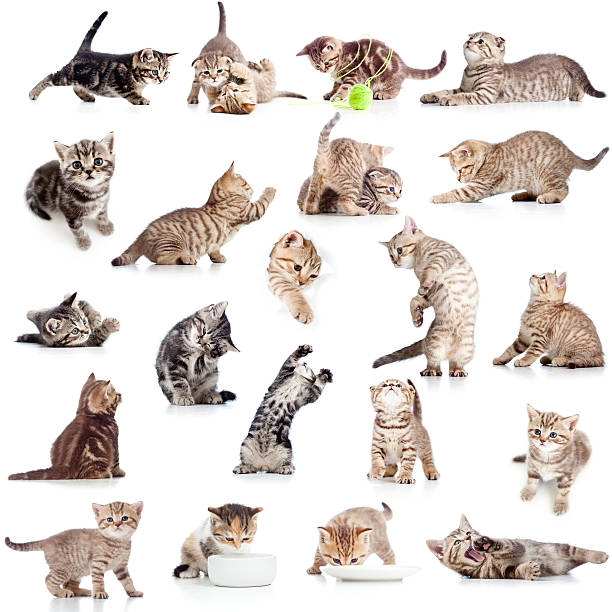 istock collection of funny playful cat kitten on white background 178378510