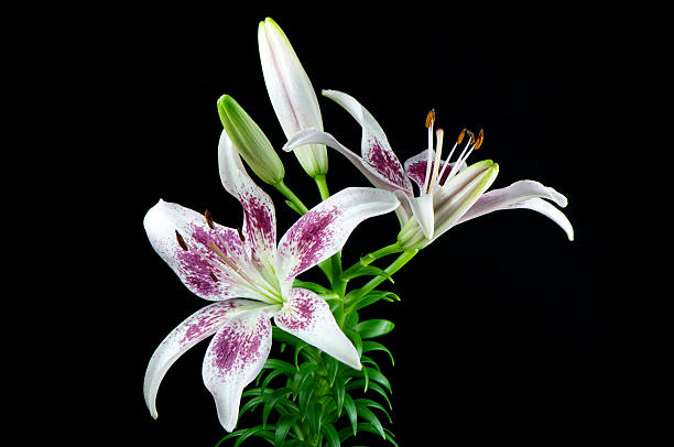 パープルリリー - lily nature flower macro ストックフォトと画像