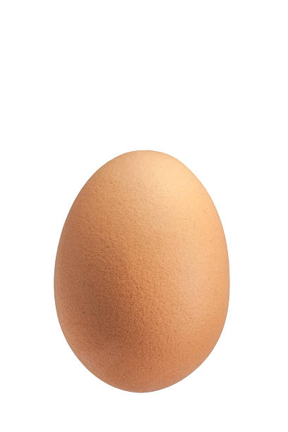 brown egg stock photo