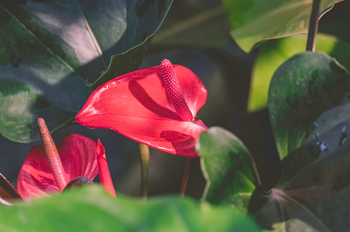 Close up of Red Pigtail Anthurium flowers or Flamingo flowers are blooming with sunlight and shadow on green leaves surface