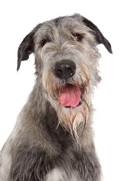 istock Irish Wolfhound dog portrait 178379214