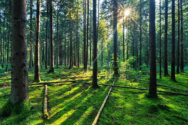 istock Fairytale Forest - Sunburst in natural Spruce Woodland 178379401