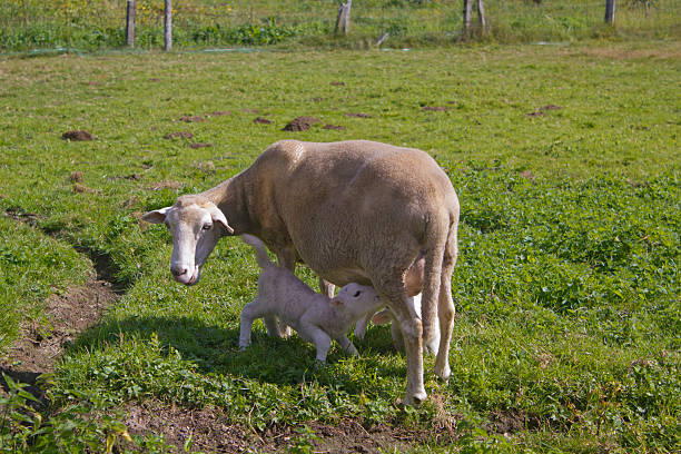 A lamp is suckling its mother sheep