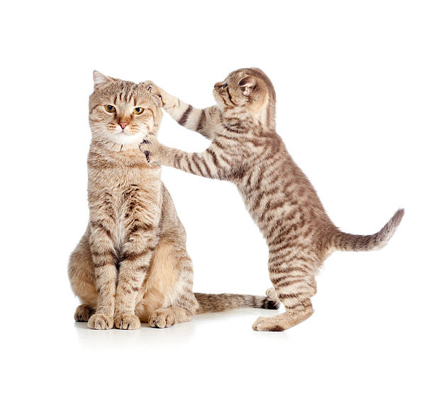istock little tabby kitten Scottish touching mother cat 178379591