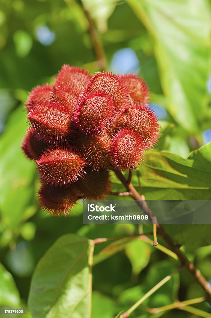 Estaciones Annatto árbol de semillas - Foto de stock de Achiote libre de derechos