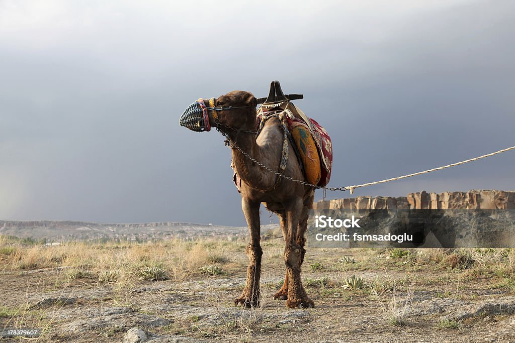 Camel - Photo de Bosse libre de droits