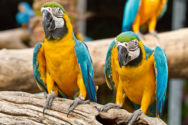 Parrot - Blue-and-Yellow Macaw The parrot Blue-and-Yellow Macaw deposit on the timber black parrot stock pictures, royalty-free photos & images