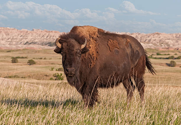 American Bison Bull (Bison bison) in Badlands of South Dakota stock photo