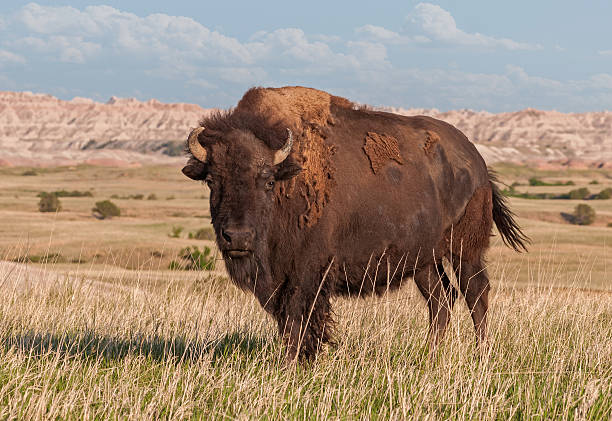 американский бизон bull (бизон бизон) в южной дакоты бэдлендс - badlands prairie landscape badlands national park стоковые фото и изображения