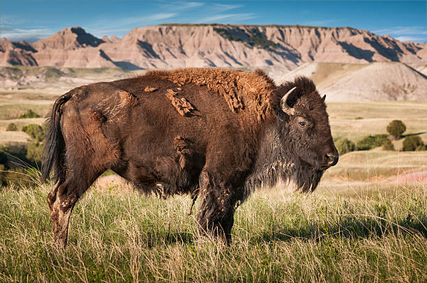 badlands американский бизон bull (бизон бизон - badlands prairie landscape badlands national park стоковые фото и изображения