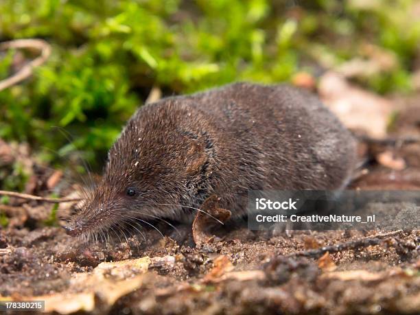 Foto de O Musaranhodepigmeu e mais fotos de stock de Musaranho - Musaranho, Animal, Animal de estimação