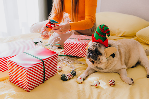 Smiling female with long hair in orange top enjoying winter weekend at home with her cute pug in Elf costume relaxing in bright modern bedroom wrapping Christmas presents into the red boxes during sunny day