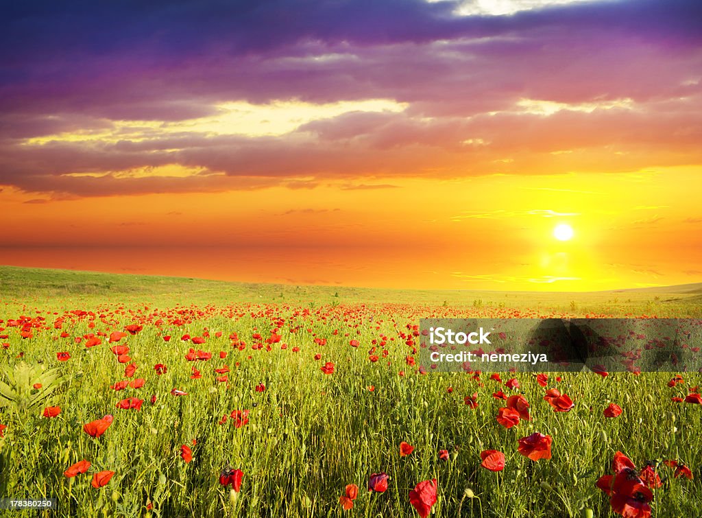 red poppies field with green grass and red poppies against the sunset sky Agricultural Field Stock Photo