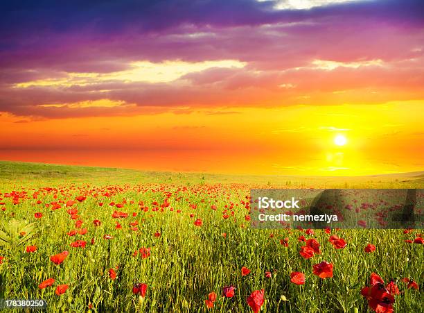 Red Poppies Stock Photo - Download Image Now - Agricultural Field, Agriculture, Beauty In Nature