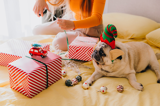 Smiling female with long hair in orange top enjoying winter weekend at home with her cute pug in Elf costume relaxing in bright modern bedroom wrapping Christmas presents into the red boxes during sunny day