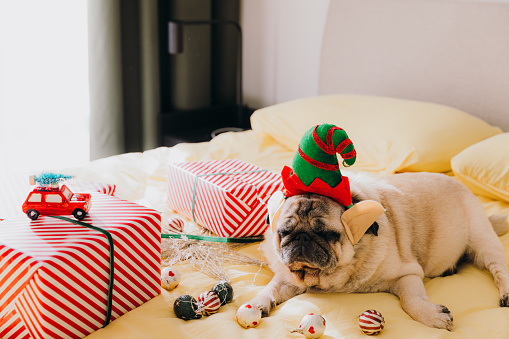 Cute and Beautiful Pug wearing Elf antlers relaxing on the bed with wrapping red Christmas boxes