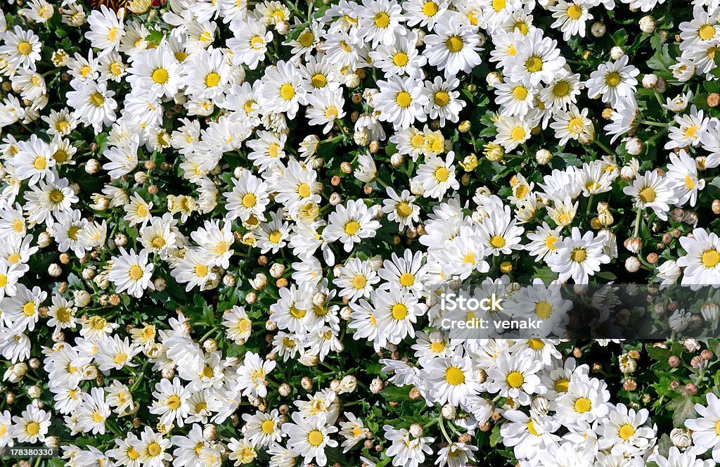 Weiße Chrysantheme Hintergründe - Lizenzfrei Bildhintergrund Stock-Foto