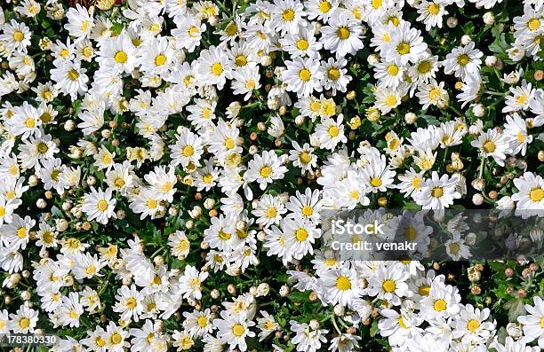 Weiße Chrysantheme Hintergründe Stockfoto und mehr Bilder von Bildhintergrund - Bildhintergrund, Blume, Blüte