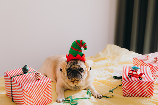 Cute and Beautiful Pug wearing Elf antlers relaxing on the bed with wrapping red Christmas boxes