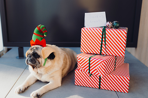 Cute and Beautiful Pug wearing Elf antlers with a group of wrapped red boxes with Christmas presents and the card 