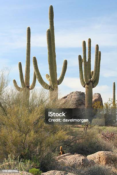 Três Cactos De Carnegia Gigantea - Fotografias de stock e mais imagens de Adversidade - Adversidade, Ao Ar Livre, Arizona