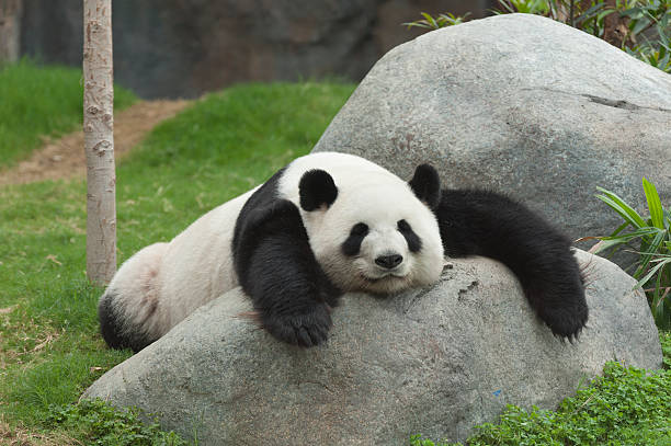istock A sleepy panda lying on the rocks inside the zoo 178380777
