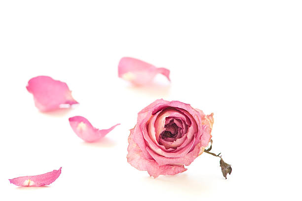 secado rosa aislado en blanco. - flower single flower macro focus on foreground fotografías e imágenes de stock