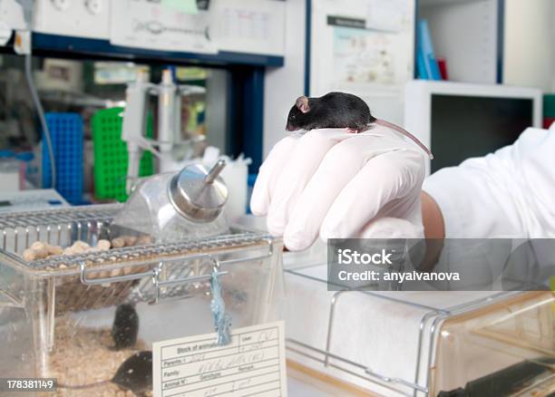 Transgenic Mouse In Modern Laboratory Stock Photo - Download Image Now - Animal Testing, Laboratory, Animal
