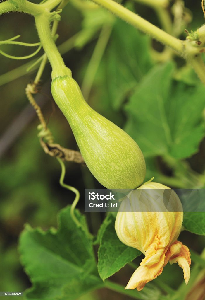 Frutta e fiori di zucca - Foto stock royalty-free di Acerbo