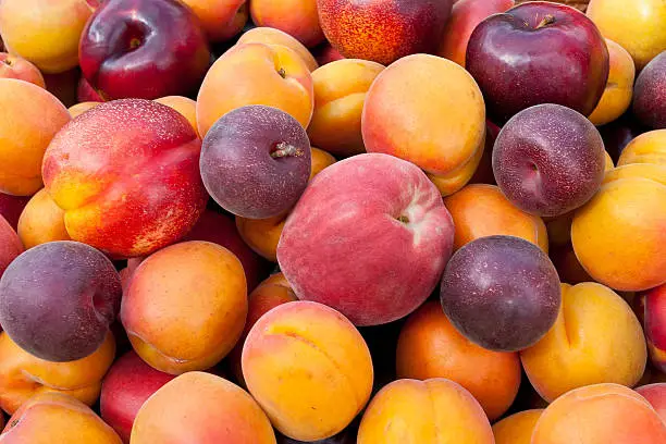 "Pile of colorful summer fruits - apricots, nectarines, peaches, plums and  red velvet apricots."