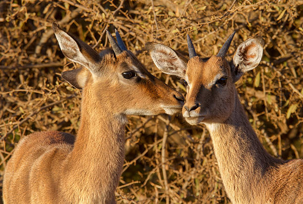 Two young impala ram juveniles in nice morning light stock photo