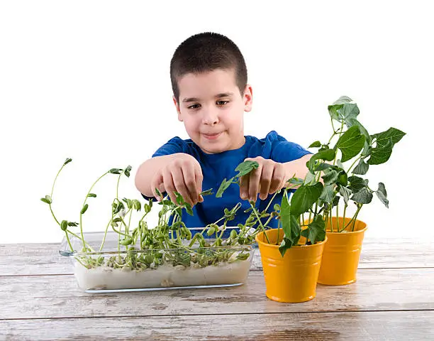 Cute child cultivating plant on cotton for school project isolated on white background