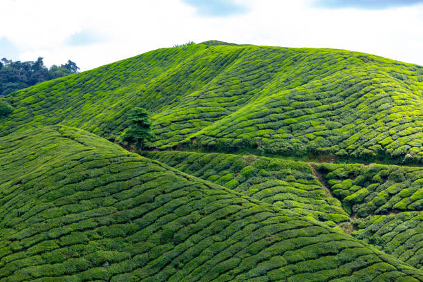 istock Tea Plantation view during day time in Cameron Highland, Pahang 1783816234