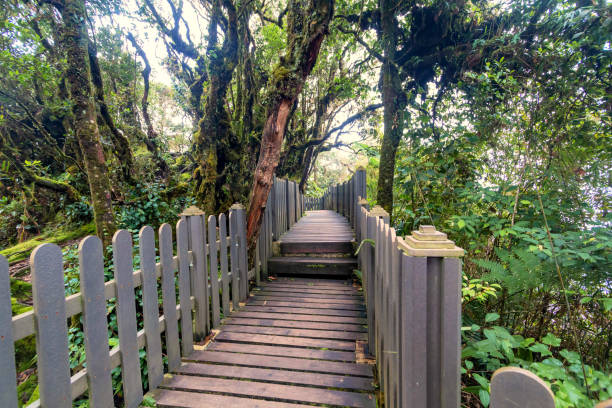 istock Mossy forest view during day time in Cameron Highland, Pahang 1783816795