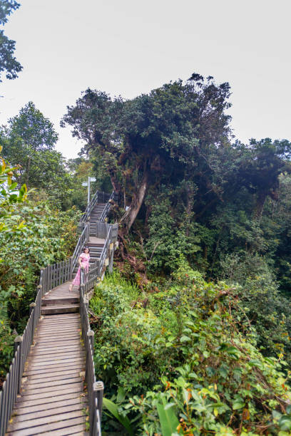 Mossy forest view during day time in Cameron Highland, Pahang