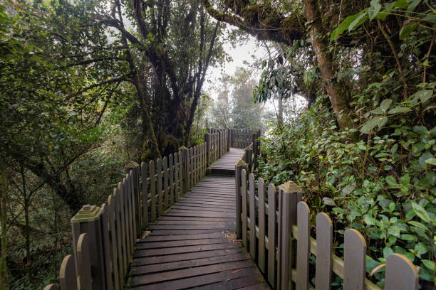istock Mossy forest view during day time in Cameron Highland, Pahang 1783816847