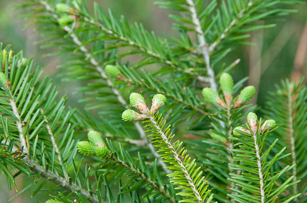 New balsam fir needles stock photo