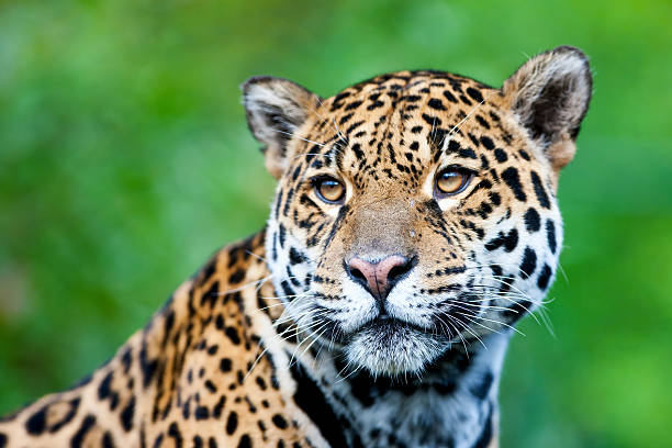 Jaguar – zdjęcie