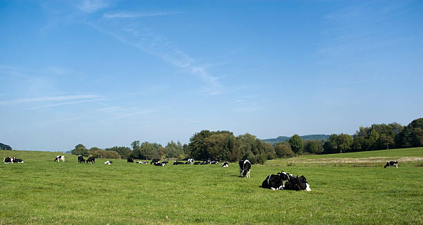 istock Grazing Cows in the grass meadow under a blue sky 178382197